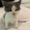 CatscatacatsDIECI 17