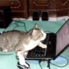 Gatos 16