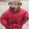 🐶Perritos para responder🐶 8