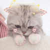 🐾Gatitos Cute🐈💖 13