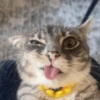Rigby the Cat🐱🤪✨ 6