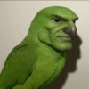 Green Face Bird