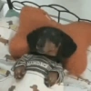 Reações super fofas 11