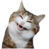 Dogs and Cats 16