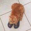 CatscatacatsDIECI 12