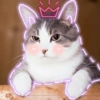 🐾Gatitos Cute🐈💖 12