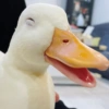 Patinho Fofo Reações 🦆 16