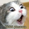 ➳ gato ⊱😽⊱╮
bit.ly/angels-69 12