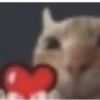 GATITOS FOFITOS❤️ 5