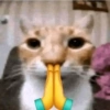 GATOS 🐱 5
