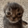 Cute cat stickers🐾🐱 6