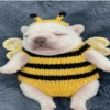 Perro Pibble Meme 🐾 11