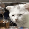 Drink Time