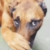 🐶Perritos para responder🐶 12