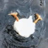 Patinho Fofo Reações 🦆 5