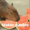 Capybara  24