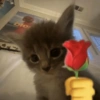 GATOS 🐱 13