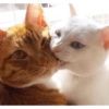CatscatacatsDIECI 8