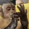 Monkey Mood 27