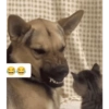 CARA E BOCAS🐶🐱 12