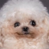 Random vol.14 ≽ܫ≼ (animalitos) 16