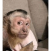 MACACO 9