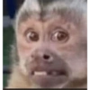MACACO 6