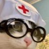 Cat cute  10