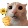 Gatitos para el chat 🫪 11