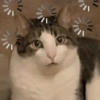 Gatos loucos 🐈 6