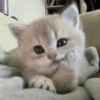 Gatinhos 5