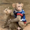 Monkey Mood 17
