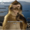 Monos  20