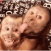 Macaquinhos reagindo 🐒 21