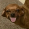 Random vol.14 ≽ܫ≼ (animalitos) 24