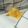 Patinho Fofo Reações 🦆 7