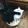 Gatos 21