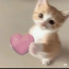 Cat love ❤️ 14