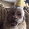 Monkey S 9
