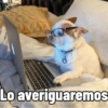 Cosas de Perritos 2🤎🐶✨ 13