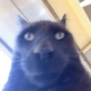 Cat meme funny 12