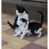 Cat Hug