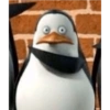 Pinguim  15