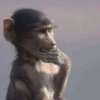Monkey S 8