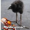 🧿 Kiwi meme Damn🦩🥝 8