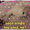 Gatinhos expressivos 6