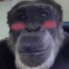 Macaquinhos memes 🤣🙈 16