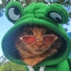 Cat cute  12