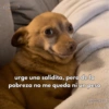🙈 ANIMALITOS CON TEXTOS 😎 13