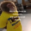 Hoy no hay frase de motivación, si te quieres rendir ríndete MOUJO PLAY FOLLOW